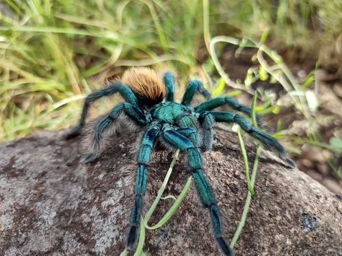 North American Cobalt Tarantula