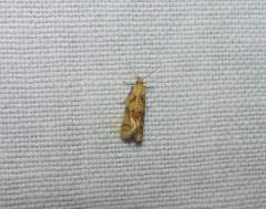 Phtheochroa vitellinana
