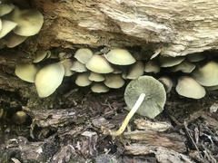 Hypholoma subviride
