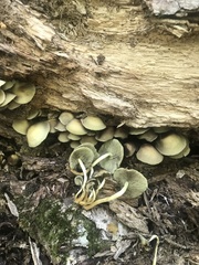Hypholoma subviride