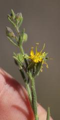 Vahlia capensis capensis