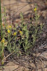 Vahlia capensis capensis