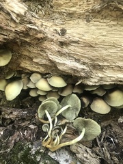 Hypholoma subviride