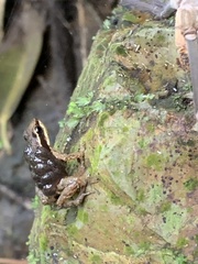 Epipedobates machalilla