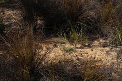 Vahlia capensis capensis