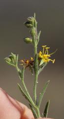 Vahlia capensis capensis