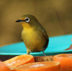 Zosterops virens virens