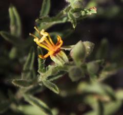 Vahlia capensis capensis