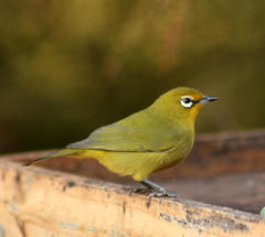 Zosterops virens virens