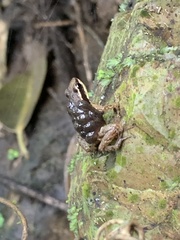Epipedobates machalilla