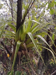 Tillandsia prodigiosa
