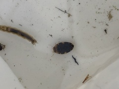 Laccophilus maculosus