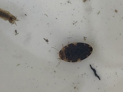 Laccophilus maculosus