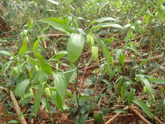 Disporum sessile