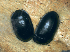 Pterohelaeus striatopunctatus