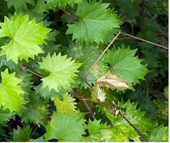 Pseudocercospora brachypus