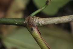 Piper daniel-gonzalezii