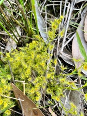 Drosera hookeri