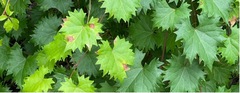 Pseudocercospora brachypus