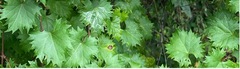 Pseudocercospora brachypus