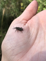 Sphenophorus cariosus