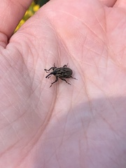 Sphenophorus cariosus