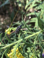 Sphenophorus cariosus