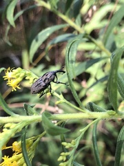 Sphenophorus cariosus