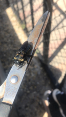 Xylocopoides