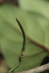 Piper daniel-gonzalezii