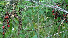 Erythrina herbacea image