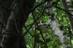 Campephilus guatemalensis