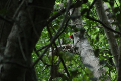 Campephilus guatemalensis