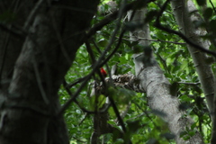 Campephilus guatemalensis