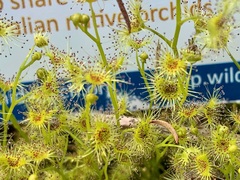 Drosera hookeri