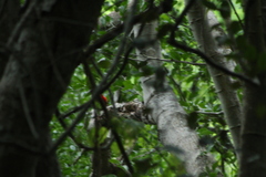 Campephilus guatemalensis