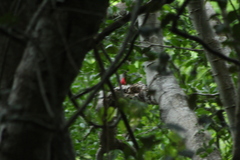 Campephilus guatemalensis