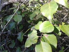 Maytenus acuminata acuminata