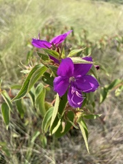 Rhynchanthera grandiflora