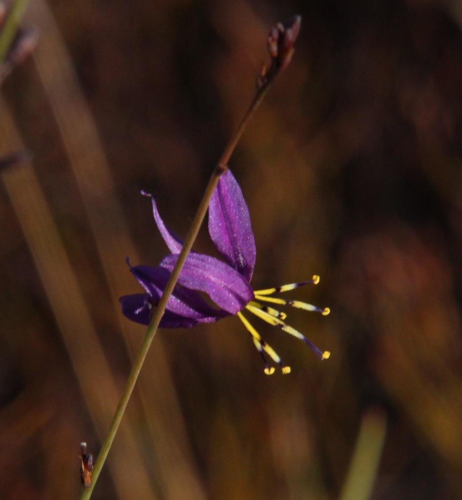 Allday Grasslily