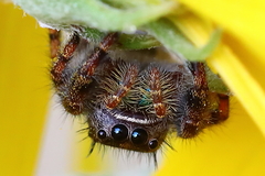 Phidippus