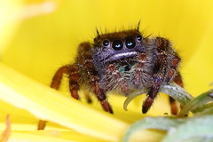 Phidippus