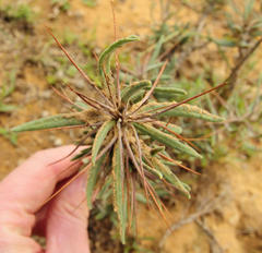 Pachypodium