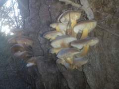 Flammulina velutipes