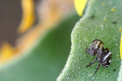 Phidippus audax