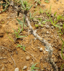 Pachypodium