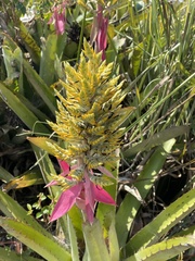 Aechmea stenosepala