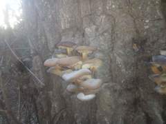Flammulina velutipes