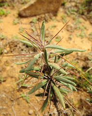 Pachypodium