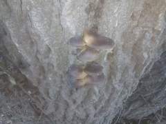 Flammulina velutipes